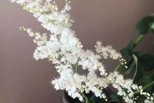 图片[9]-珍珠梅盆栽养护 (珍珠梅盆栽是否应放置在半阴或散光处养护)-会东网