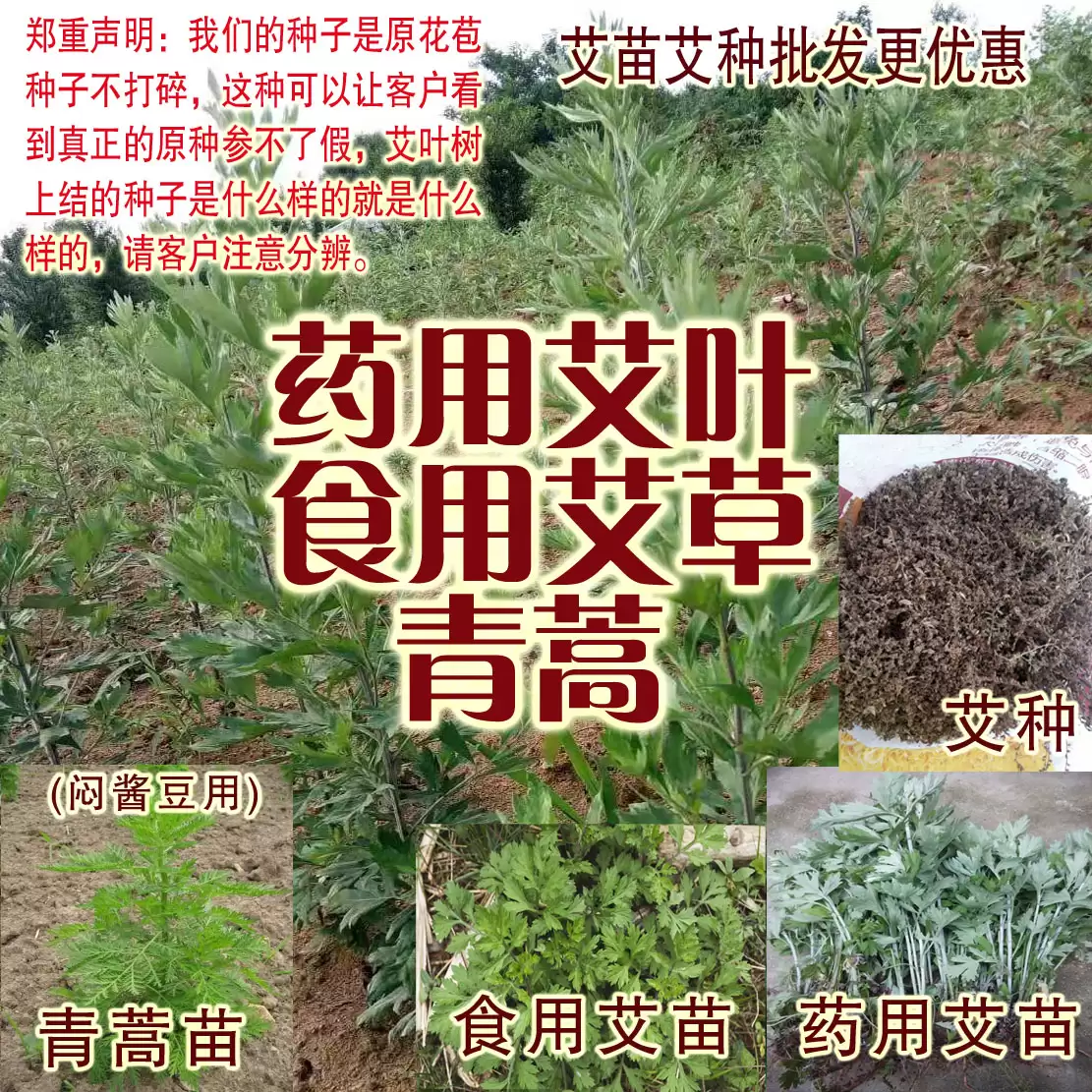 图片[4]-艾蒿种植方法详解, 初学者必看?-会东网