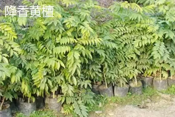 图片[2]-红木常见种类列举 (红木常见是否有降香黄檀等)-会东网