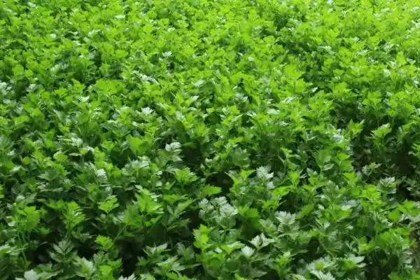 图片[7]-小麦收割常见时间 (6 月中旬是否经常进行小麦收割)-会东网