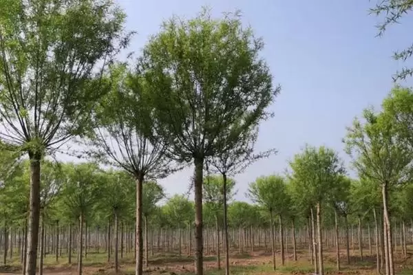 图片[5]-馒头柳得名原因 (馒头柳是否因树冠似馒头而得名)-会东网