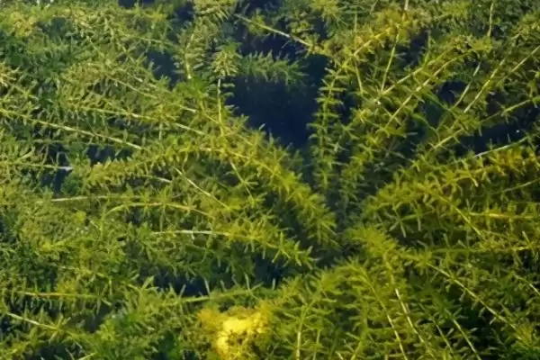 图片[3]-黑藻生物类别 (黑藻是否为水鳖科真核生物)-会东网