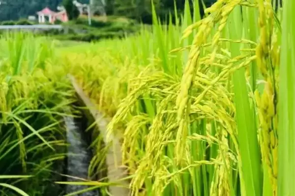 图片[2]-水稻产量区间划分 (水稻低产田亩产是否为 600 – 700 斤，高产田亩产是否为 1000 – 1200 斤)-会东网