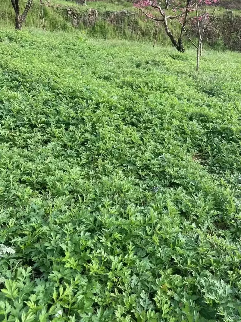 图片[2]-种植艾蒿的详细流程, 轻松上手?-会东网
