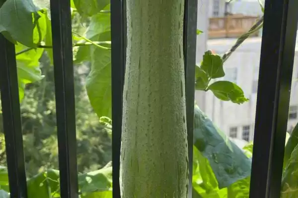 图片[3]-常见瓜菜类蔬菜列举 (常见瓜菜类蔬菜是否有南瓜等)-会东网