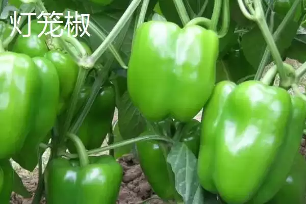 图片[3]-常见辣椒品种 (常见辣椒品种是否有朝天椒等)-会东网