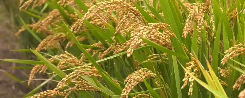 水稻低产田亩产量范围 (水稻低产田亩产量是否在 600 – 700 斤左右)-会东网