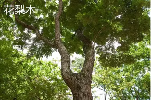 图片[5]-红木常见种类列举 (红木常见是否有降香黄檀等)-会东网
