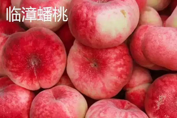 图片[7]-油蟠桃果皮特性 (油蟠桃果皮是否光滑且易清洗)-会东网