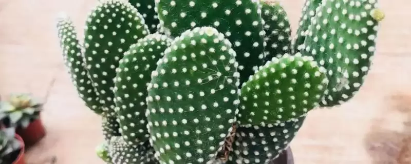 常见多肉植物类别列举 (常见多肉植物是否有仙人掌科等)-会东网