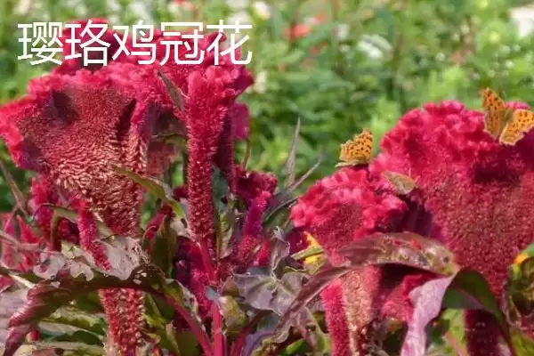 图片[6]-鸡冠花开放与花型 (鸡冠花开放时间及花型有什么特点)-会东网