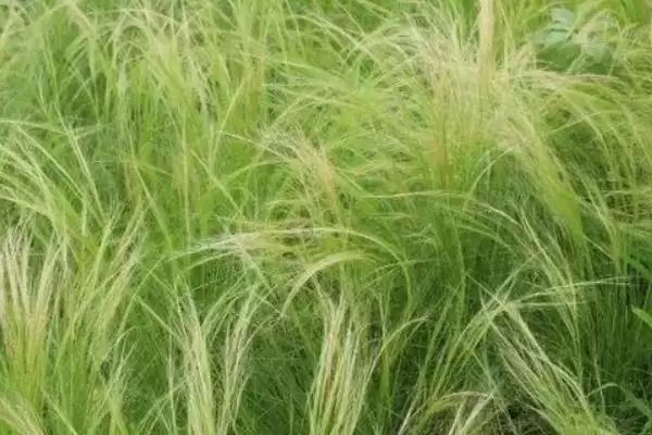 图片[7]-乌拉草植物类别 (乌拉草是否为莎草科多年生草本)-会东网