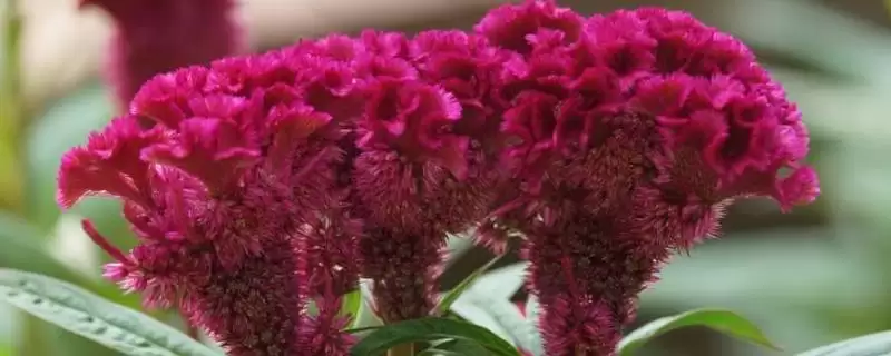 鸡冠花开放与花型 (鸡冠花开放时间及花型有什么特点)-会东网