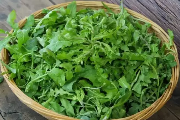 图片[2]-种植野菜利润因素 (种植野菜利润是否因品种等而异)-会东网
