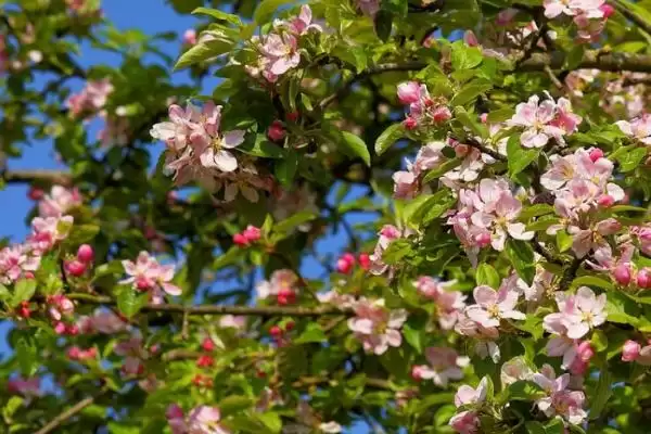 图片[3]-苹果开花时间节点 (苹果是否在 4 – 5 月开花)-会东网