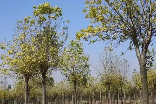 图片[2]-金叶白腊植物特性 (金叶白腊是否为适应力强的落叶乔木)-会东网