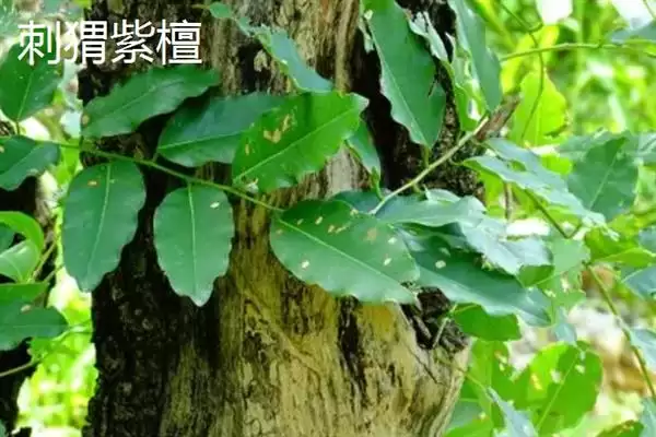 图片[8]-红木常见种类列举 (红木常见是否有降香黄檀等)-会东网