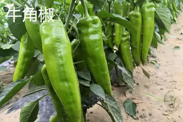 图片[5]-常见辣椒品种 (常见辣椒品种是否有朝天椒等)-会东网
