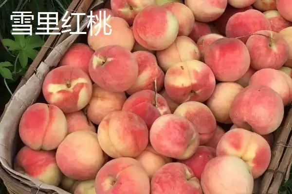 图片[6]-金秋红蜜桃等成熟时间 (金秋红蜜桃等桃子是否在 10 月成熟)-会东网