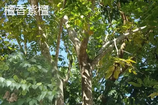 图片[3]-红木常见种类列举 (红木常见是否有降香黄檀等)-会东网