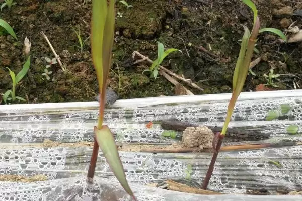 图片[2]-甘蔗种植与发芽时间 (甘蔗种植时间不同发芽时间是否不同)-会东网