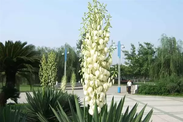 图片[6]-凤尾兰指代情况 (凤尾兰是否一般指凤尾丝兰)-会东网