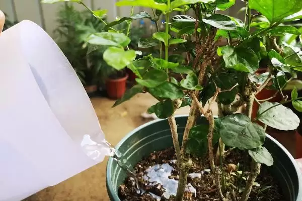 图片[5]-新买茉莉花掉苞原因 (新买茉莉花掉苞是否因环境不适)-会东网