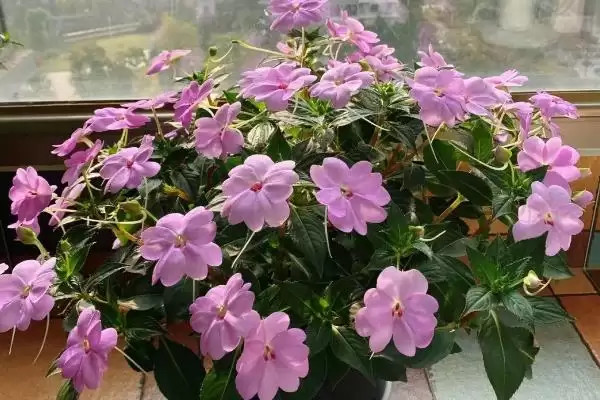 图片[5]-凤仙花常见品种列举 (凤仙花常见品种是否有新几内亚凤仙花等)-会东网
