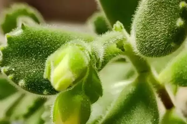 图片[4]-常见多肉植物类别列举 (常见多肉植物是否有仙人掌科等)-会东网