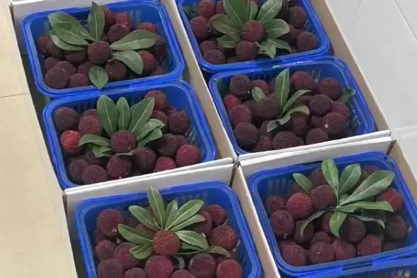 图片[4]-荸荠杨梅与东魁杨梅味道 (荸荠杨梅与东魁杨梅味道是否依个人口味而异)-会东网