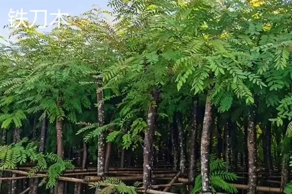 图片[9]-红木常见种类列举 (红木常见是否有降香黄檀等)-会东网
