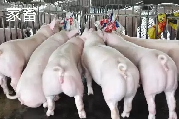 图片[2]-家畜和家禽差异对比 (家畜和家禽在类型、繁育速度、用处方面是否不同)-会东网