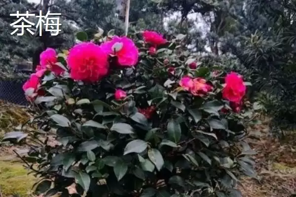 图片[4]-茶花植株特征 (茶花是否叶片薄、植株高大)-会东网