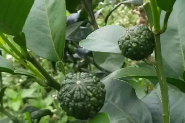 图片[3]-毒死蜱防治害虫种类 (毒死蜱是否可防治多种害虫)-会东网