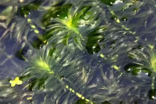 图片[2]-黑藻生物类别 (黑藻是否为水鳖科真核生物)-会东网