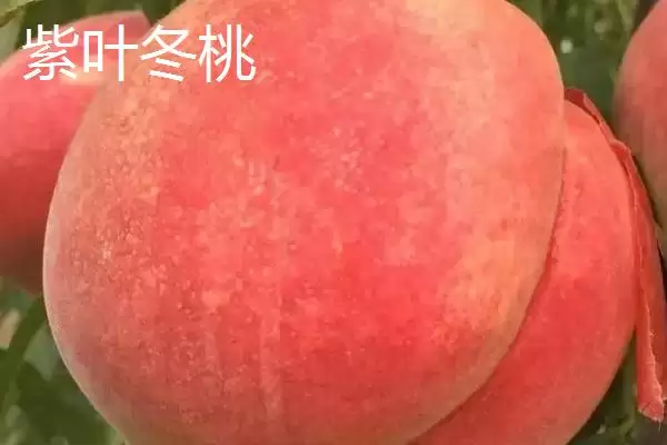 图片[7]-金秋红蜜桃等成熟时间 (金秋红蜜桃等桃子是否在 10 月成熟)-会东网