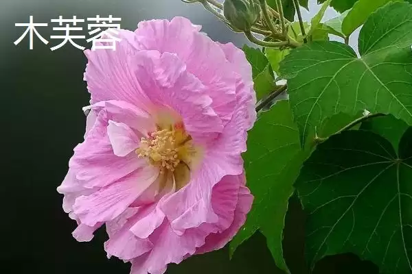 图片[5]-木槿和木芙蓉差异对比 (木槿和木芙蓉在叶片、花期、花朵方面是否不同)-会东网