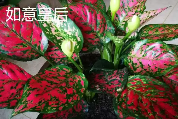 图片[2]-如意皇后和吉利红差异 (如意皇后和吉利红在种类、叶色、习性方面是否不同)-会东网