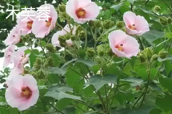图片[3]-木槿和木芙蓉差异对比 (木槿和木芙蓉在叶片、花期、花朵方面是否不同)-会东网