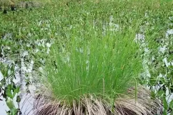 图片[4]-乌拉草植物类别 (乌拉草是否为莎草科多年生草本)-会东网