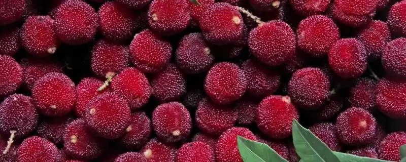荸荠杨梅与东魁杨梅味道 (荸荠杨梅与东魁杨梅味道是否依个人口味而异)-会东网