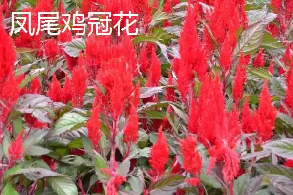 图片[4]-鸡冠花开放与花型 (鸡冠花开放时间及花型有什么特点)-会东网
