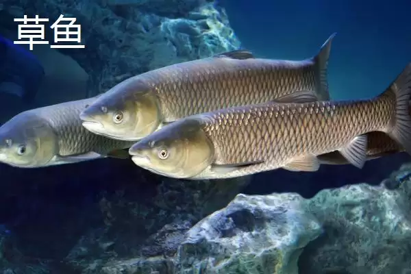 图片[7]-新关东鱼钩拉力值差异 (新关东鱼钩不同型号拉力值差异是否较大)-会东网