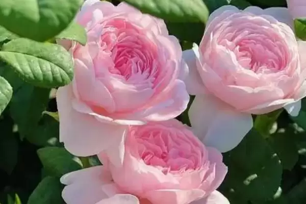 图片[2]-杜鹃花与梅花象征 (杜鹃花是否象征吉祥，梅花是否象征坚贞)-会东网