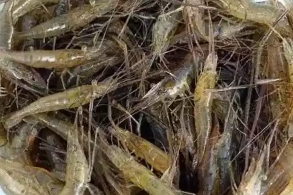 图片[3]-自来水养河虾存活 (自来水养河虾能否存活 3 – 5 小时)-会东网
