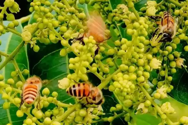 图片[2]-蜜蜂采蜜时间范围 (蜜蜂是否一年四季都可采蜜)-会东网