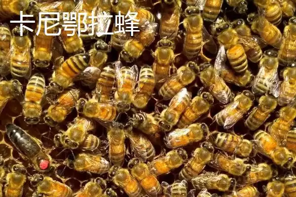 图片[4]-蜜蜂品种及优缺点 (蜜蜂品种是否有中华蜜蜂等且各自优缺点是什么)-会东网