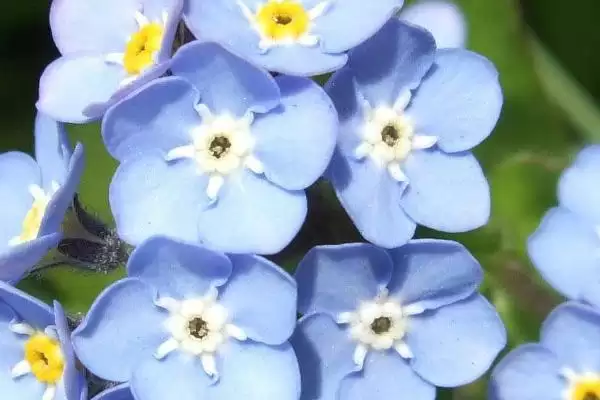 图片[5]-杜鹃花与梅花象征 (杜鹃花是否象征吉祥，梅花是否象征坚贞)-会东网
