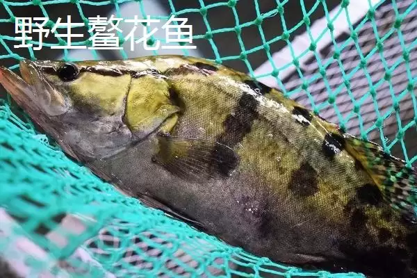 图片[2]-野生鳌花鱼价格情况 (野生鳌花鱼价格是否为 60 – 70 元  斤)-会东网
