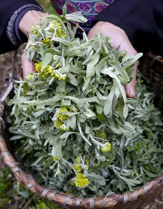 图片[5]-艾叶种植的具体方法 (艾叶怎样进行种植)?-会东网